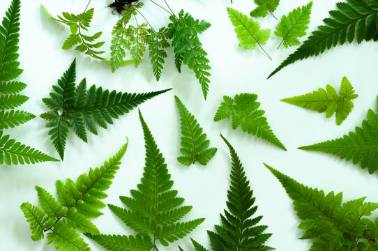 Collection of vibrant green fern leaves displayed in a minimalist flat lay. Natural botanical background with mixed fern species, perfect for posters, templates and eco themed projects.