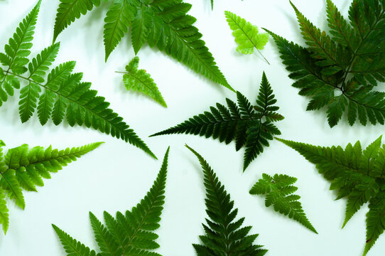 Decorative arrangement of tropical fern foliage on a clean white surface. Elegant green leaf composition for nature backgrounds, stationery, advertising and graphic design.