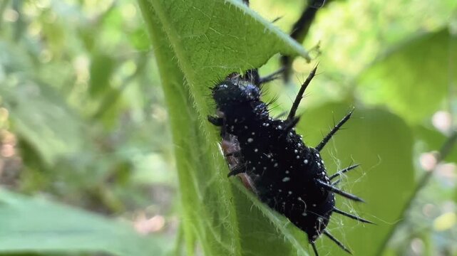 Black spiny caterpillar of Aglais urticae clinging to green nettle leaf in close-up macro view