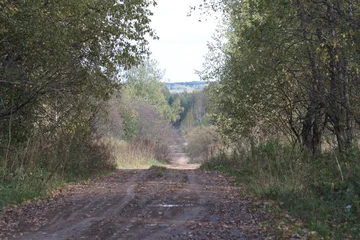Fotobehang Bospad a country road in an autumn forest on a sunny day  © алексей семиколенных