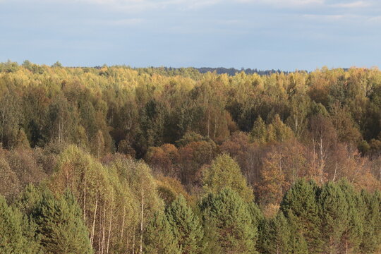 autumn in the forest