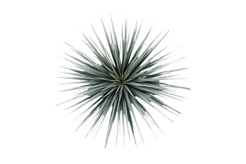Fototapeta premium Green spiky tropical plant top view isolated on transparent background