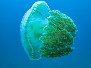 Giant jelly fish Great Barrier Reef Australia © Pete Niesen Photo