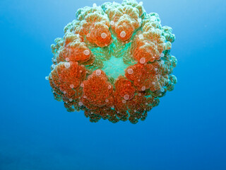 Great Barrier Reef Australia © Pete Niesen Photo