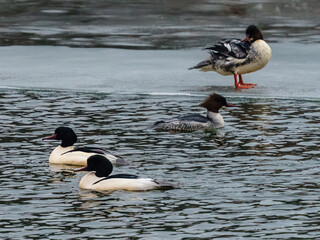 Tracz nurogęś (Mergus merganser) na zamarzającym zbiorniku wodnym zimą. Dzikie ptaki wodne pływające wśród lodu, ukazujące naturalną bioróżnorodność i ochronę przyrody w Polsce. © Henryk Niestrój