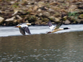 Para nurogęsi (Mergus merganser) w locie nad częściowo zamarzniętą rzeką. Dzika przyroda Polski, zimowanie ptaków wodnych i ochrona gatunkowa środowiska. © Henryk Niestrój