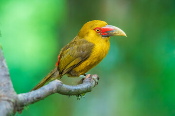 Obraz premium Saffron Toucanet (Pteroglossus bailloni) perched on a mossy branch against a smooth green background, Brazil.