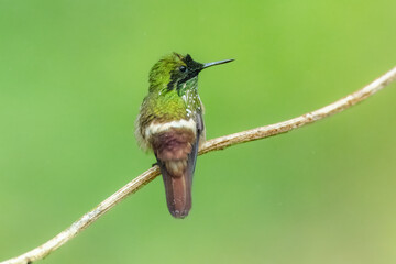 Festive Coquette hummingbird (Lophornis chalybeus) hovering in mid-air with outstretched wings, showcasing its rufous face, and iridescent green plumage against a natural green background. © Miroslav Srb
