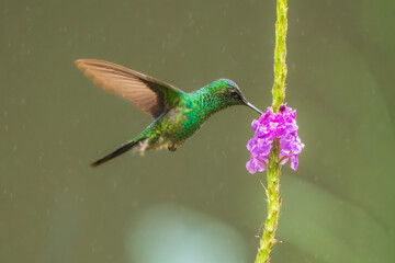Fototapeta premium Side view of vibrant male Violet-capped Woodnymph (Thalurania glaucopis) hovering in flight to feed on purple flowers against a smooth green background, Brazil.