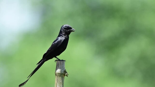 A Black Drongo (Dicrurus macrocercus)