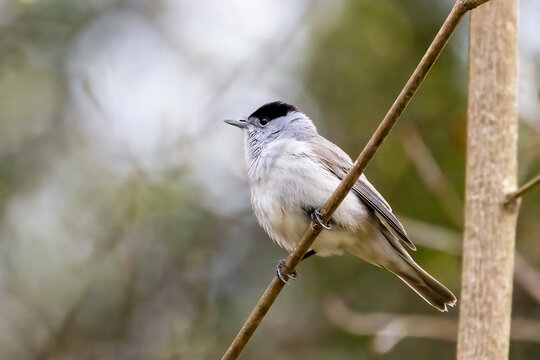 Eurasian blackcap