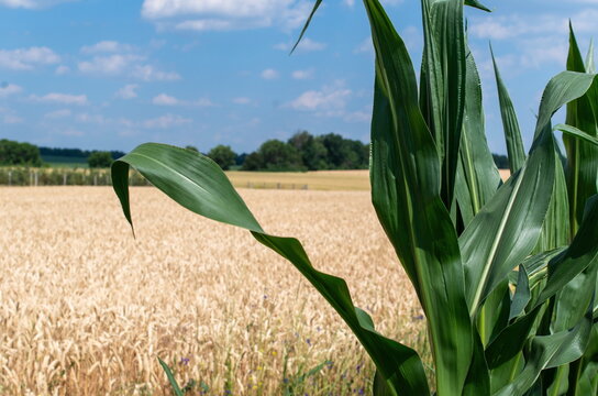 Authentic close-up of ripe wheat and corn crops in a sunny agricultural field, macro texture background with copy space.&raquo;