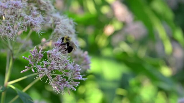 bumblebee foraging on a Joe Pye weed flower video with bokeh light effect. beauty in nature design element