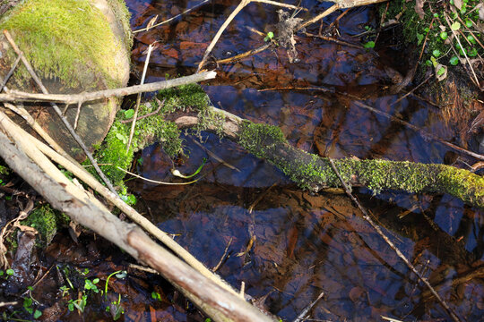 Crystal-clear stream water gently flows around moss-covered logs and submerged tree branches. The transparent pool reveals a mysterious underwater bed covered in fallen brown leaves and twigs.
