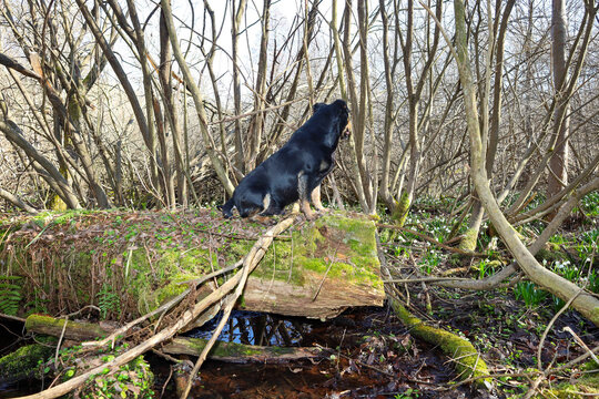 A black and tan dog sits on a mossy fallen tree trunk in a spring forest. Numerous spring snowflakes bloom around, while a forest stream flows beneath the log under bright sunlight.