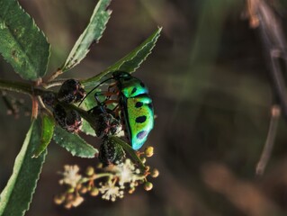 Chrysocoris stollii commonly known as the Green Jewel Bug or Lychee Shield Bug © Albin