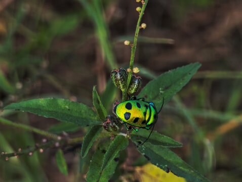 Chrysocoris stollii commonly known as the Green Jewel Bug or Lychee Shield Bug