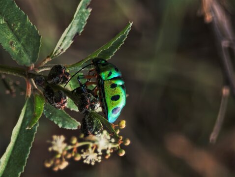 Chrysocoris stollii commonly known as the Green Jewel Bug or Lychee Shield Bug