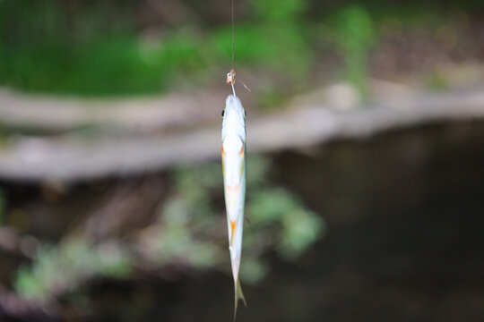 ​A small freshly caught fish hangs on a fishing line against a blurred green background of river nature. A successful catch during summer fishing highlights the cozy atmosphere of outdoor recreation n