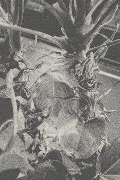 old half tone poster  grunge image of a tree
