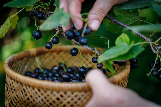 Black currant berries picking. Female hands gather ripe black currant in a wicker bowl&mdash;harvesting concept.