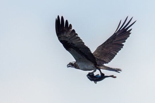Wildlifeaufnahme eiens fliegenden Fischadlers mit Beute.