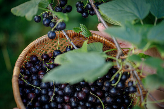 Black currant berries picking. Female hands gather ripe black currants in a wicker bowl&mdash;harvesting concept.