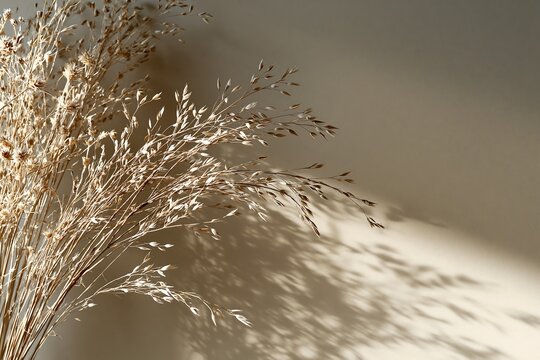 Natural Dried Grass Bouquet with Sunlight and Shadow on Light Wall