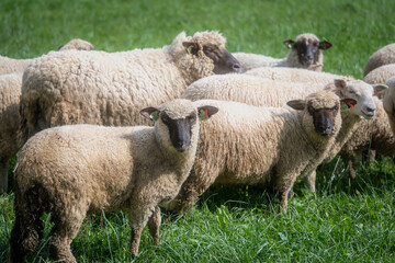 Fototapeta premium Flock of woolly sheep standing together in a lush green pasture