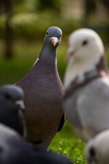 Common wood pigeon looking directly at camera with blurred birds in foreground © Snaider_Godoy