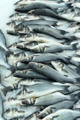 Obraz premium Fresh Whole Sea Bass Fish Displayed on Crushed Ice