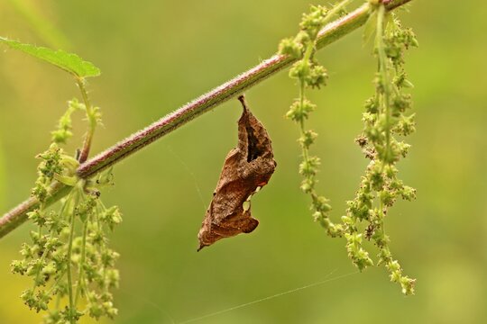 Puppe des C-Falters (Polygonia c-album)