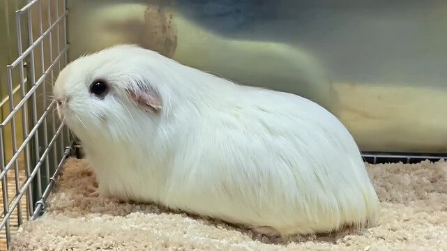 White baby cavia guinea pig on carpet, Fluffy Animal, Domesticated Mammal, Furry Mouse Wildlife, Cute Tame Cavy