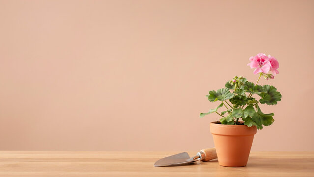 Vibrant pink geranium plant in terracotta pot with gardening trowel on rustic wooden table, against soft peach background, symbolizing home gardening.