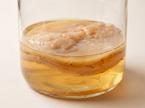 Kombucha mushroom SCOBY floating in tea liquid inside a glass jar