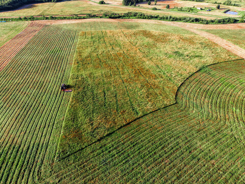 Aerial view of tractor cutting grass in large green field. Rows of freshly cut grass show contrast with untouched vegetation. Machine moves steadily through open farmland. Agriculture industry
