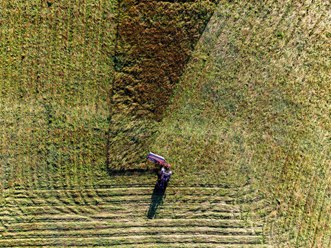 Aerial view of tractor cutting grass in large green field. Rows of freshly cut grass show contrast with untouched vegetation. Machine moves steadily through open farmland. Agriculture industry