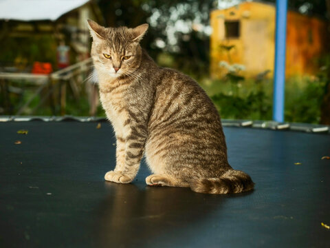 Tabby cat stands on black trampoline surface. Cat looks alert, focused on something off frame. Dark background with blurred greenery visible above trampoline