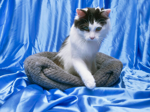 Fluffy cat resting in cozy gray bed. Blue satin backdrop behind. Cat has white fur with dark patches. Soft lighting highlights cat features. Quiet, calm atmosphere in photo. Playful home pet