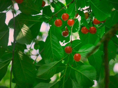 Bright red cherries hang among lush green leaves. Sunlight filters through the branches, highlighting the fruit. Cherries appear ripe and juicy on the tree. Summer season harvest time.