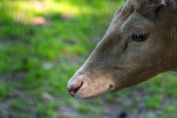 Close up profile portrait of deer head with copy space © Quality by Simon