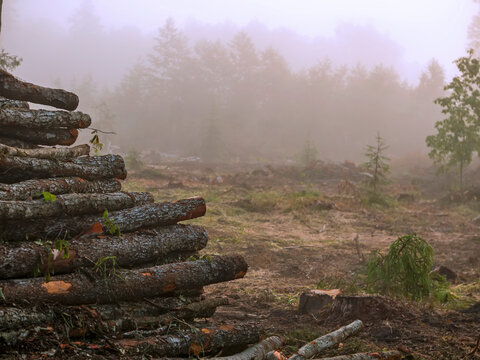 Stacked logs rest in misty forest clearing. Fog hides distant trees and undergrowth. Ground shows fresh cut marks and mossy patches. No animals or specific plants visible