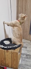 Ginger Cat Standing on Hind Legs © Oleksandr