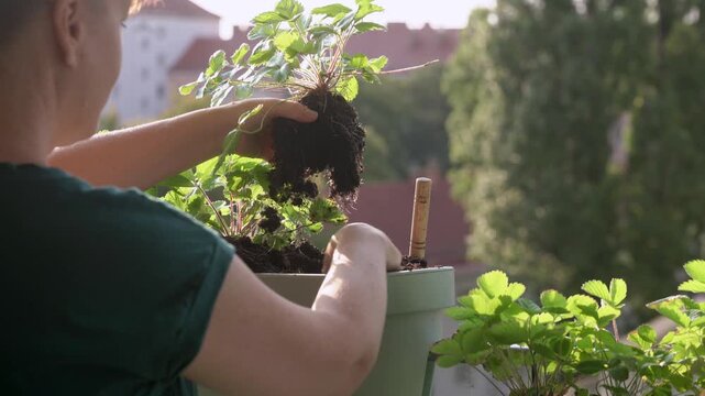 Rear view of a young woman gardening on her urban balcony, carefully planting a green strawberry sprout into a pot with soil.