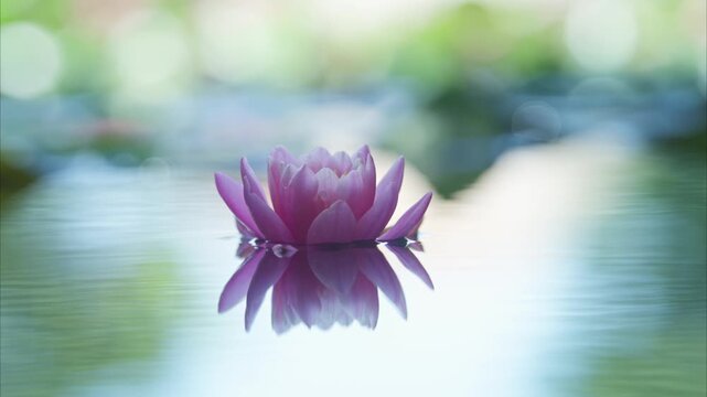 Pink lotus flower reflected on the water surface of a pond. Shallow depth of field. Blur background