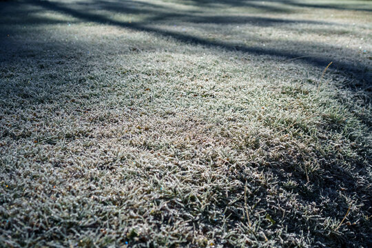 green frozen grass under the rays of the rising sun in the garden. cold dawn with icy lawn grass