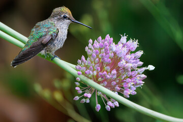 hummingbird on flower © Anthony