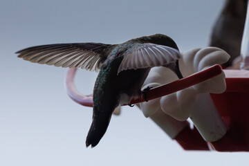 hummingbird © Anthony