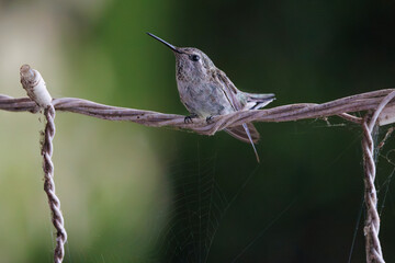 Hummingbird © Anthony