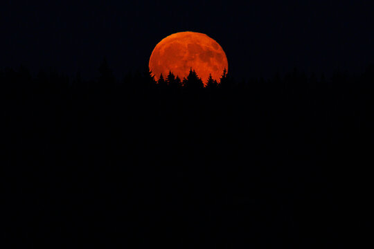 moon and tree